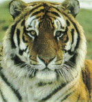 Data ID Tiger